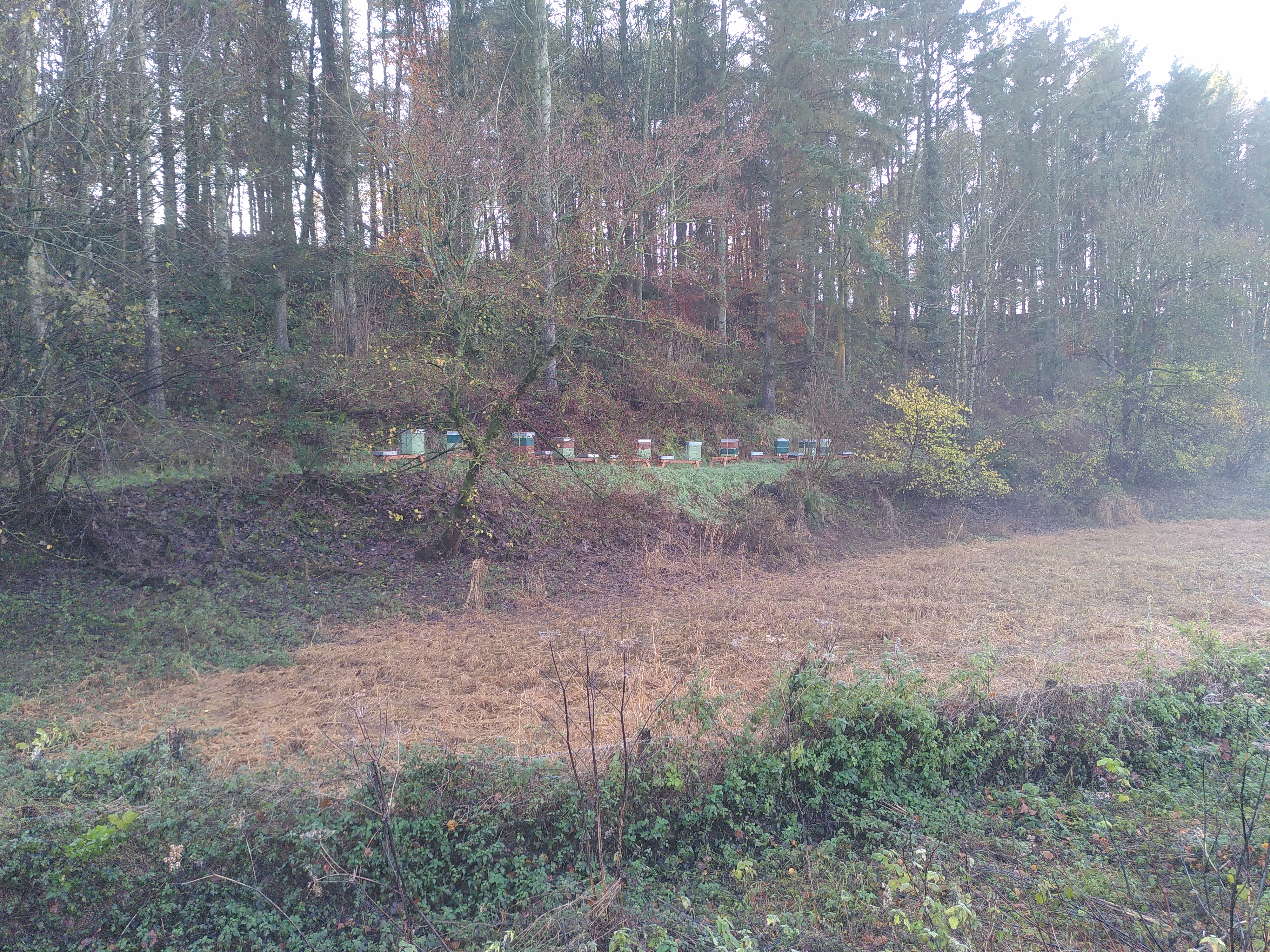 hives at the overwintering apiary