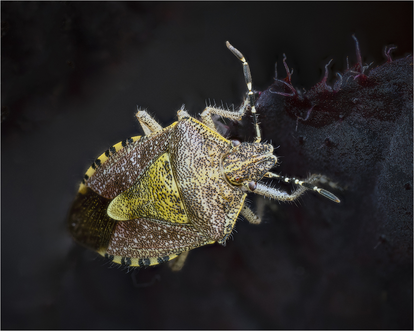 Highly Commended: Sloe Bug (Dolycoris Baccarum) - (Michael Bull)