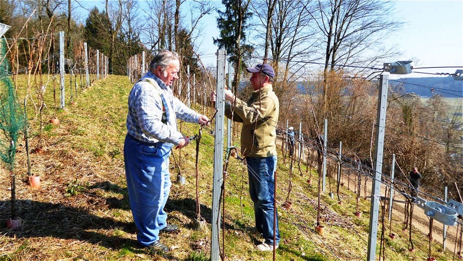 Einkürzen der Vorjahrestriebe