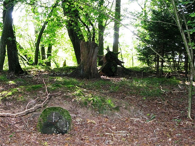 Mystischer Ort unter Eichen