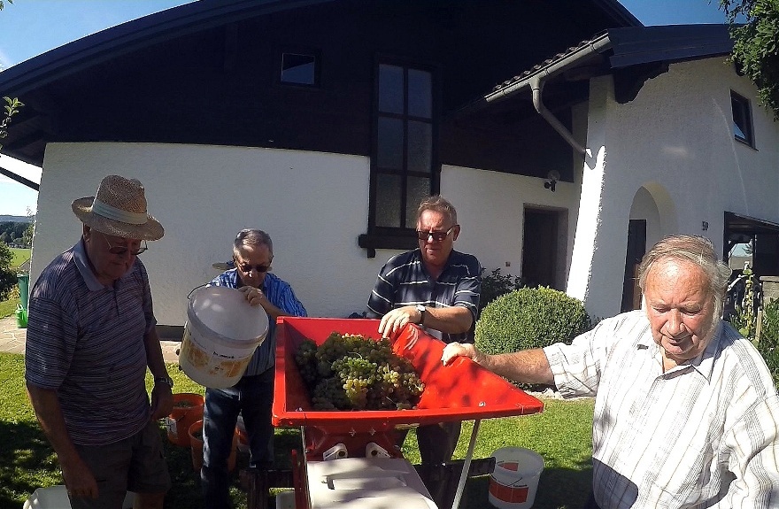 Das Traubengut wird für das Pressen vorbereitet