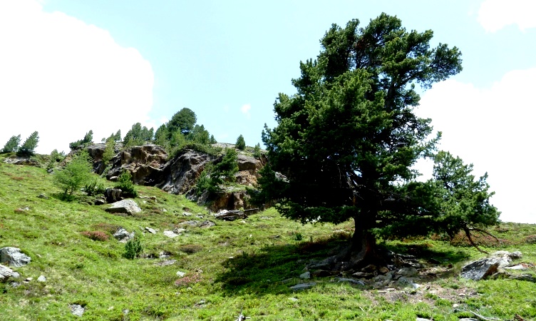 Mächtige Bergkiefer