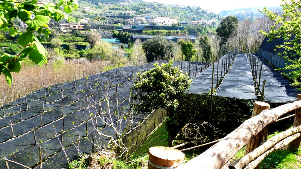 Hagelschutznetze über den Zitronenbäumen