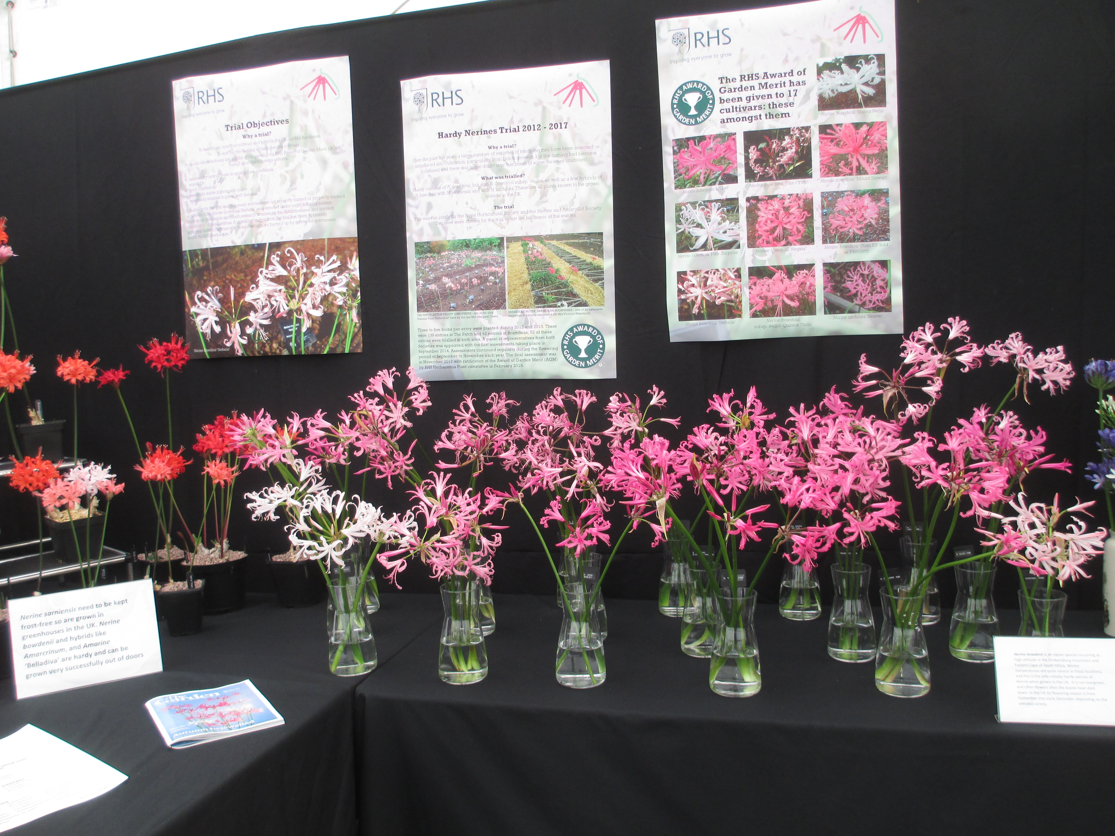 Nerine bowdenii from the late Margaret Owen's garden, which featured in the RHS Trial described on the posters.