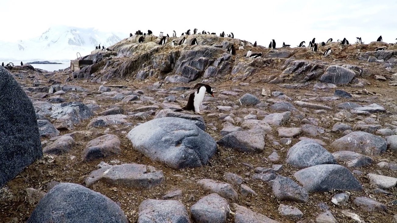 Hoppla, jetzt komm ich !