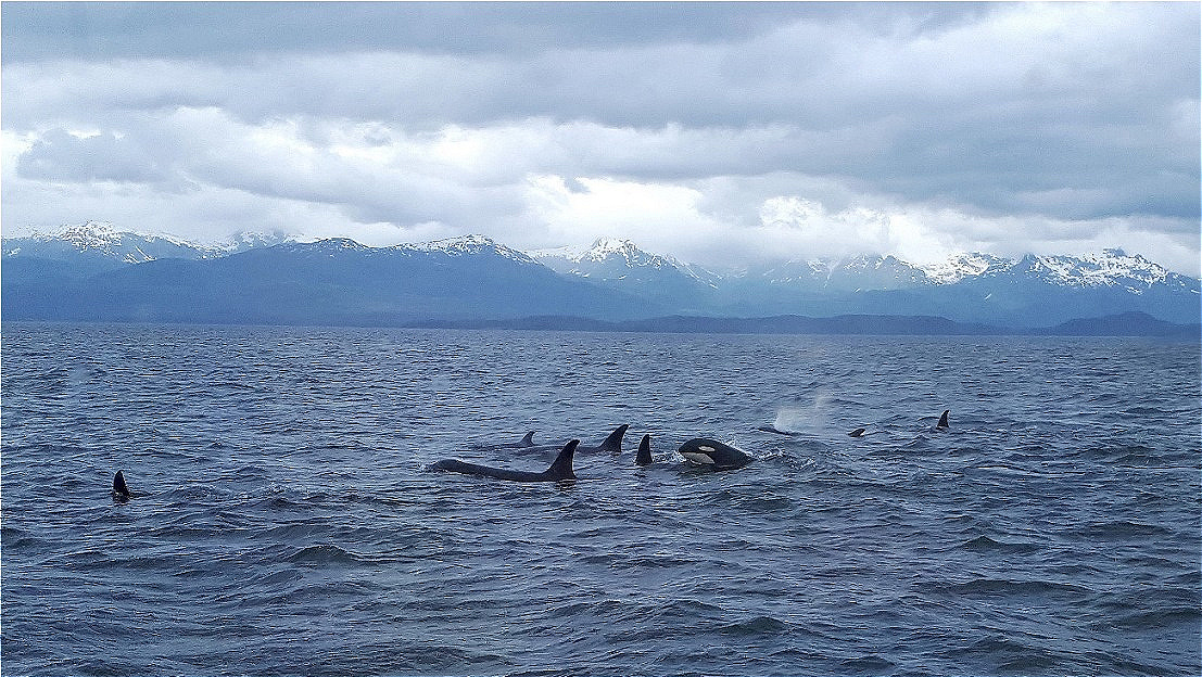 Schwertwale voraus !