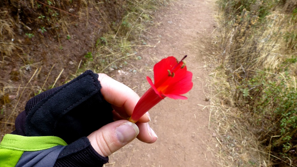 Blüte der Kantuta - Nationalblume Perus
Cantua buxifolia wächst wild oder kultiviert in den Andenzonen von Bolivien und Peru, in Höhenlagen zwischen 1.200 und 3.800 m. Die Cantuta blüht das ganze Jahr.