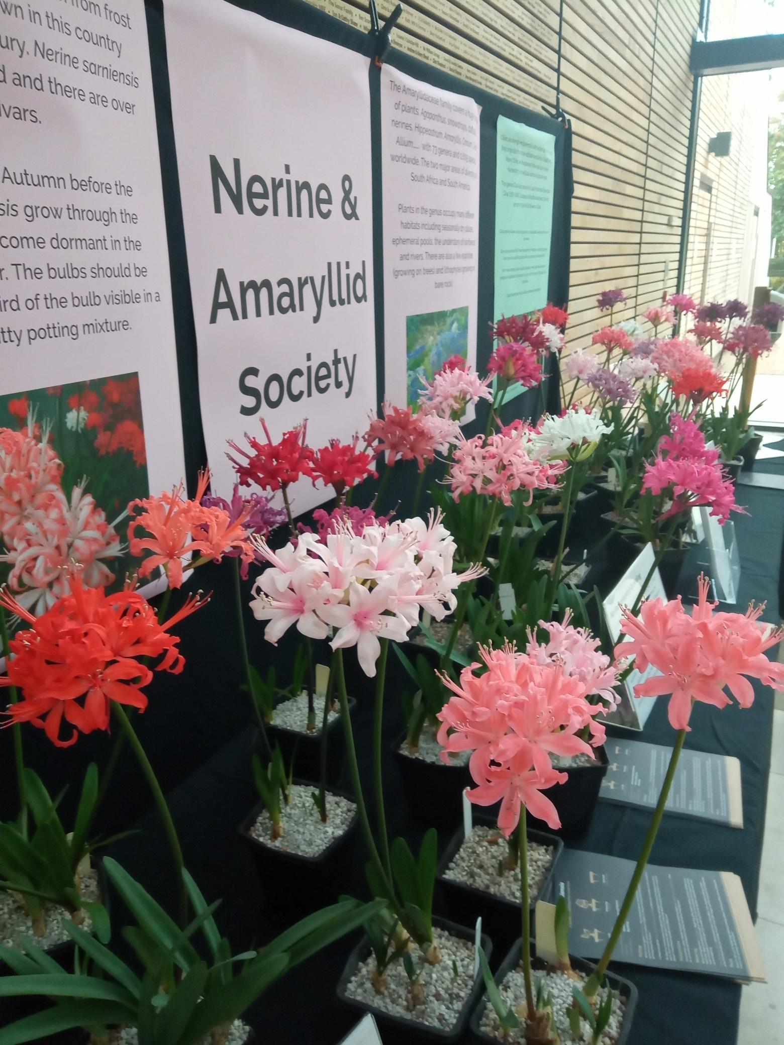 Close-up of the beautiful Nerine Saniensis on display.