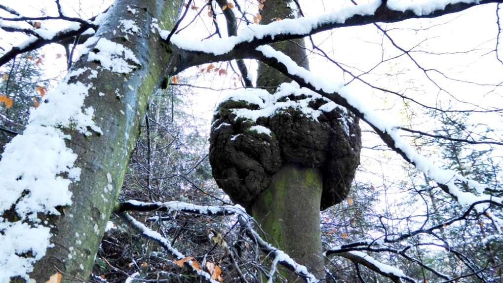 Wucherung an einem Buchenstamm