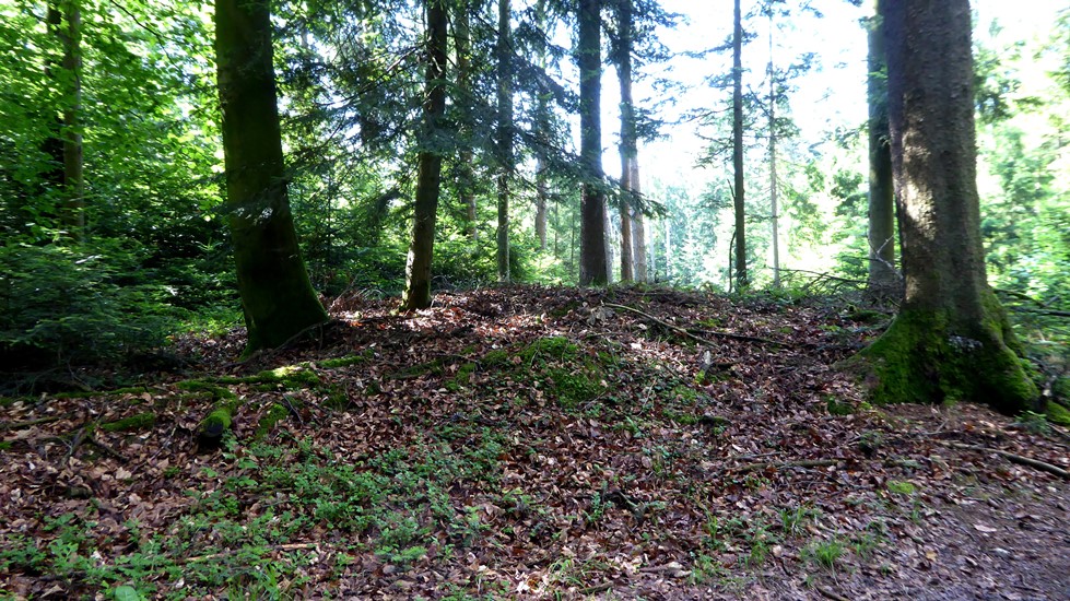 Hügelgrab mit altem Baumbestand