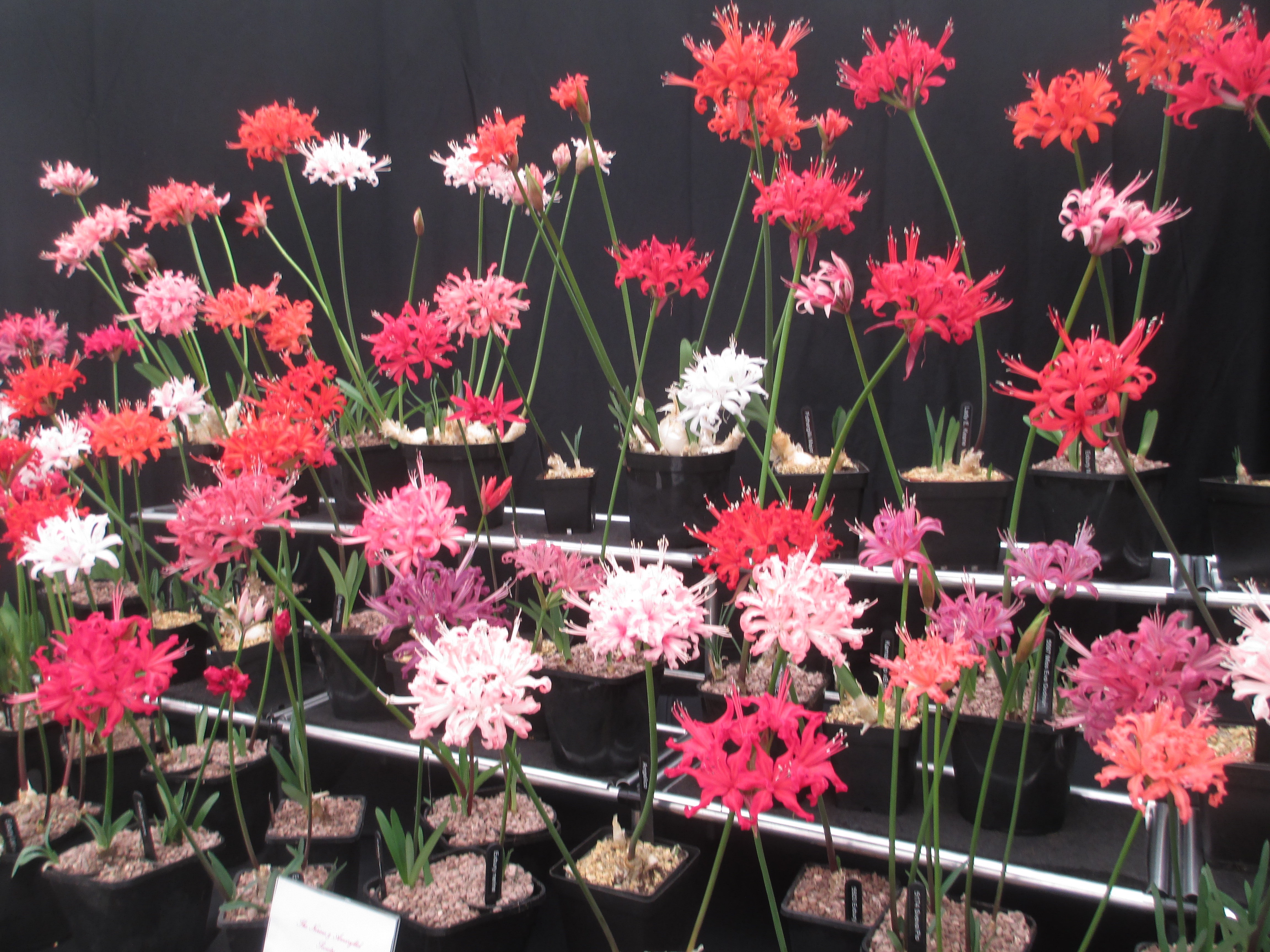 A stunning display of Nerine sarniensis.