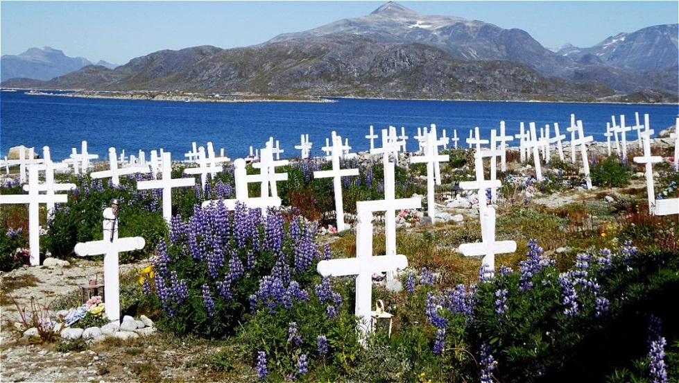 Lupinen wuchern zwischen den Gräbern !