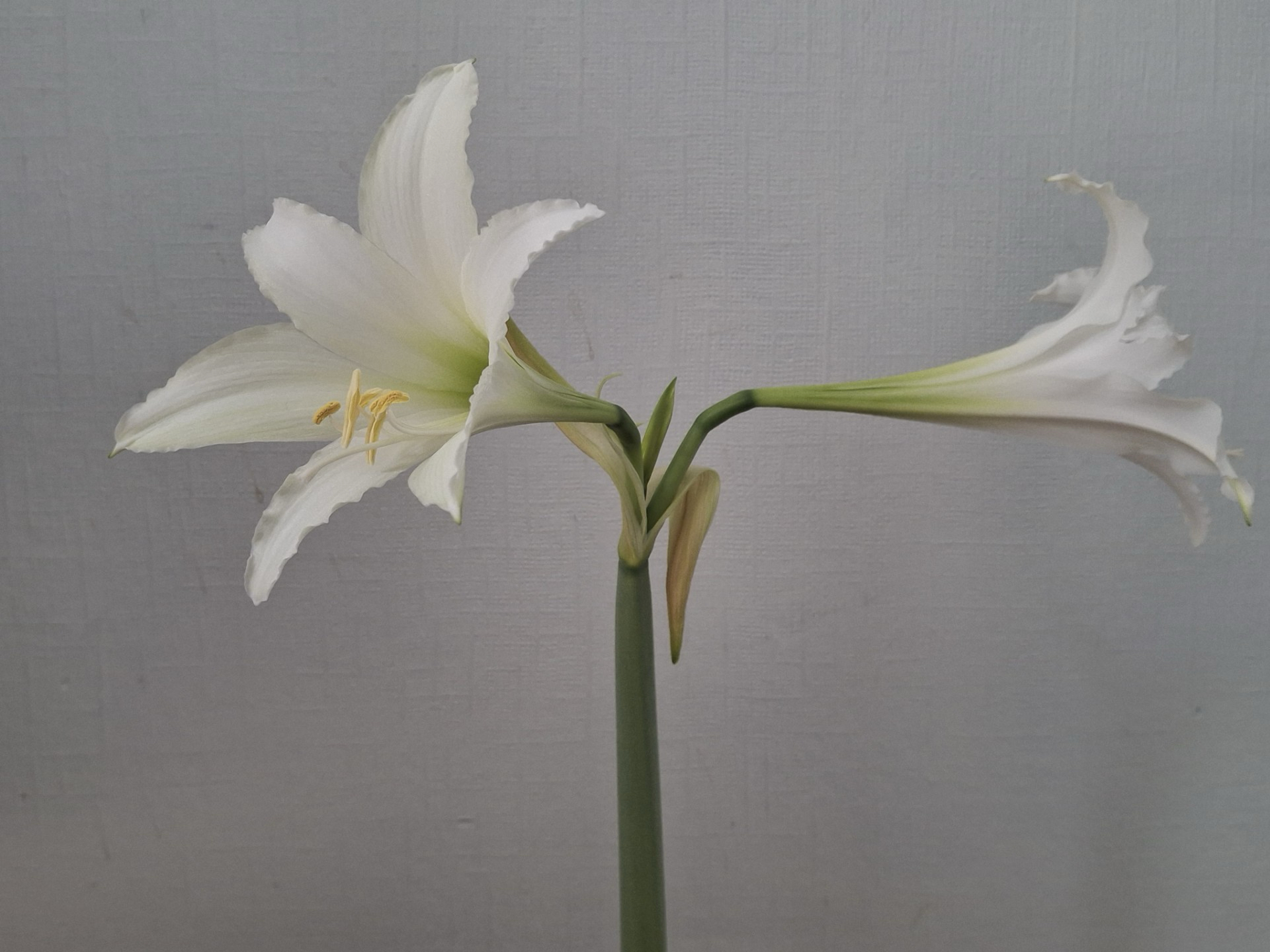 Hippeastrum fragrantissiumum
