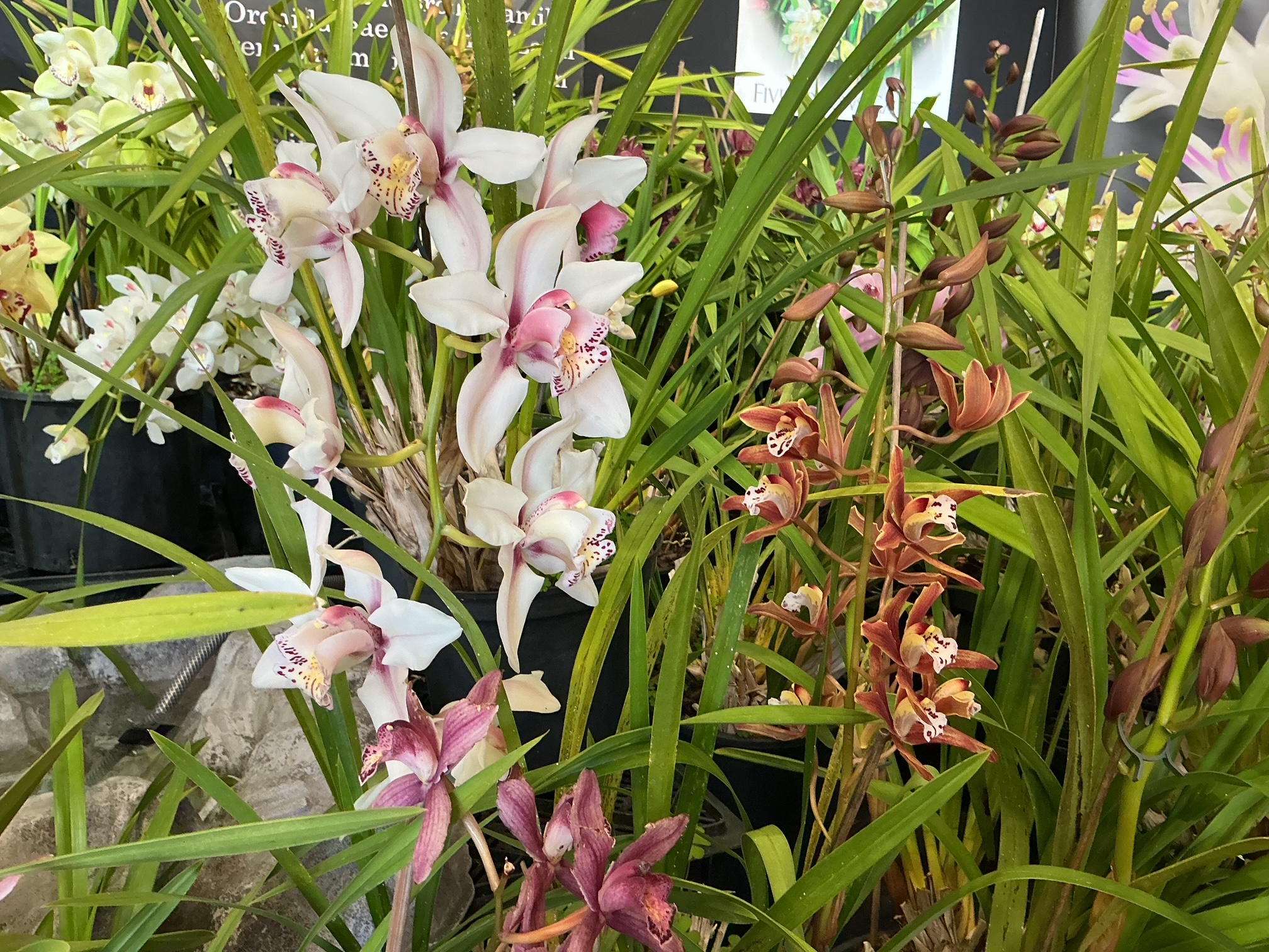 Orchids
