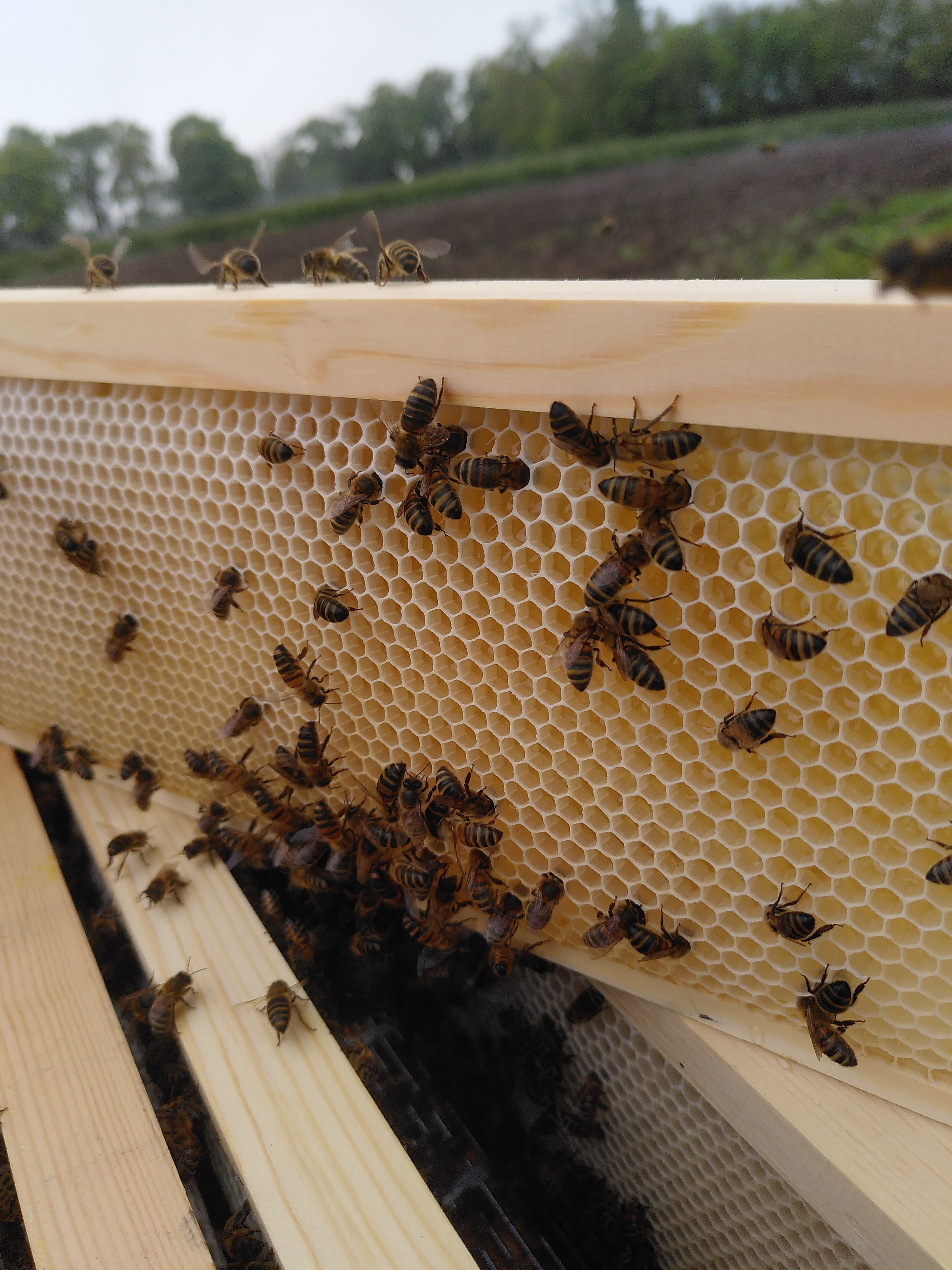 a frame with honey starting to fill the cells