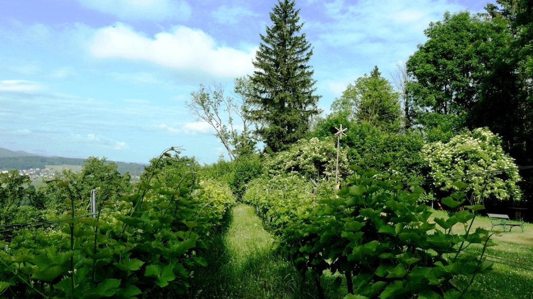 21. Juni 2021 - Gras- und Laubpflege