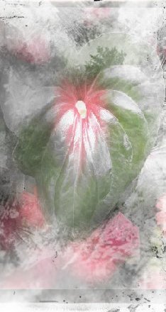 podelite_bolecino