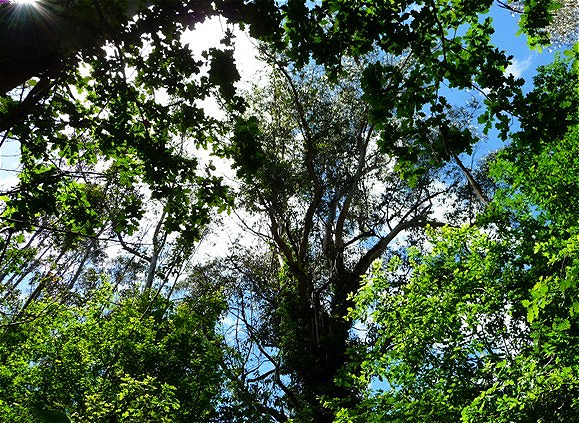 Große Teile des Weges führen durch Eichenwälder