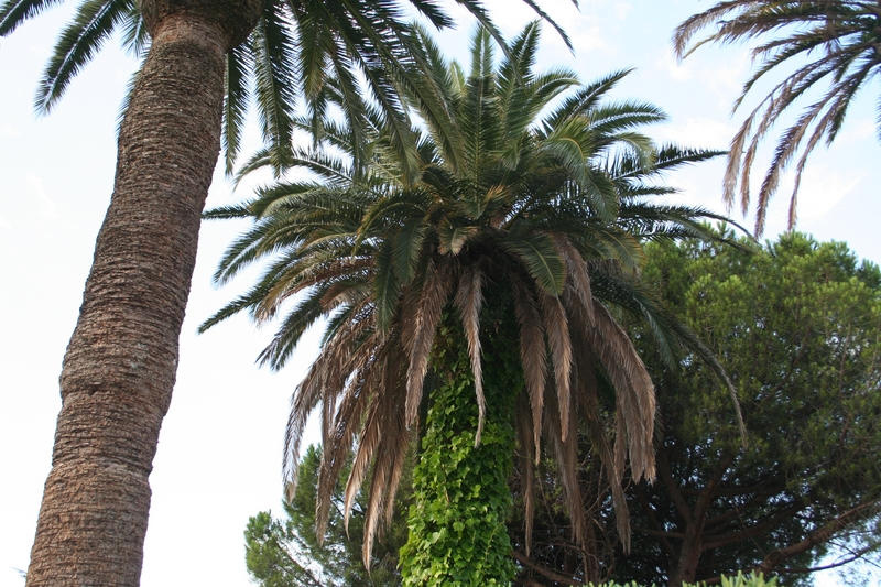 Détail du palmier le plus sale