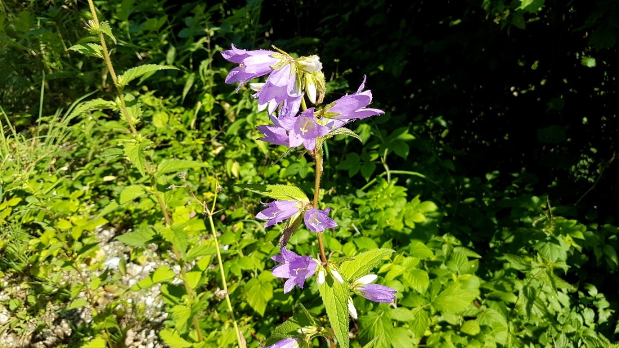 Breitblättrige Glockenblume am Rande des Weingartens