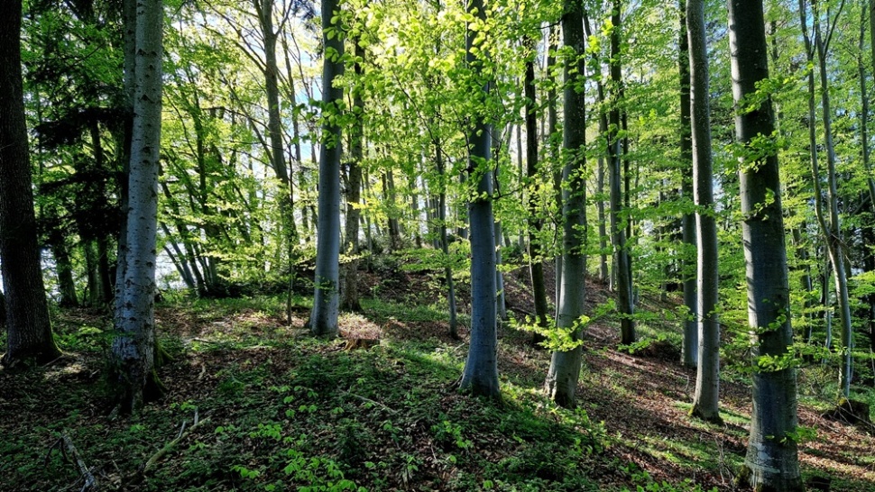 Keltisches Hügelgrab über Kerschham