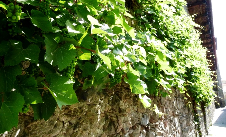 Weinreben an der Stadtmauer