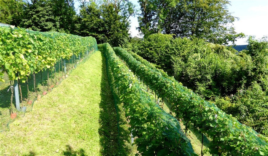 Frisch "gestriegelt" und "gebügelt" !