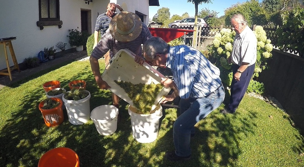 Die Trauben sind entstielt und gequetscht