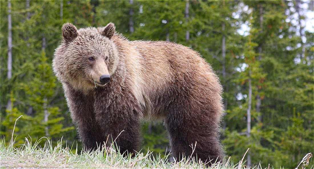 Grizzly beim Grasen