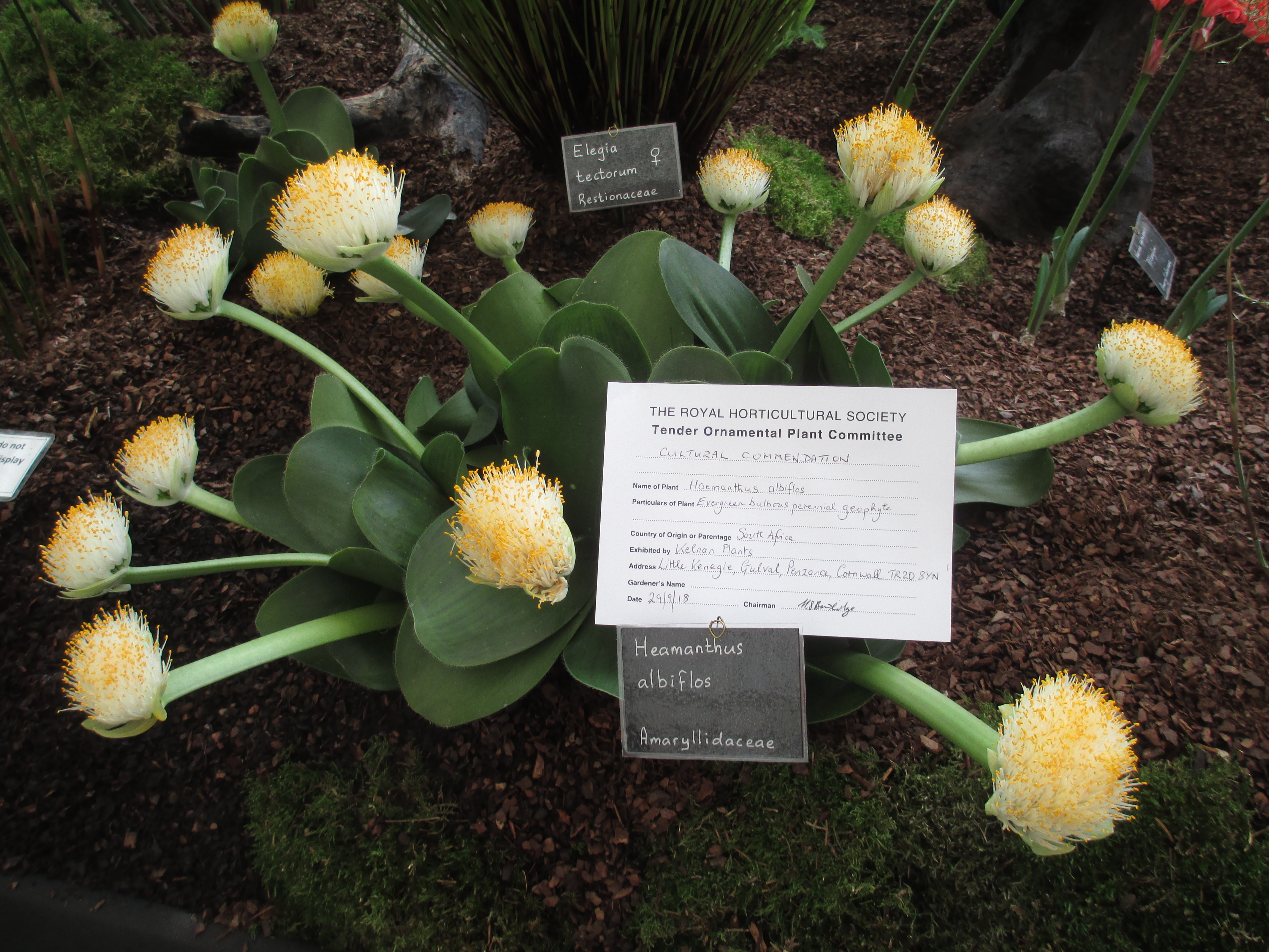 A Cultural Commendation award for Kelnan Plants' Haemanthus Albiflos.