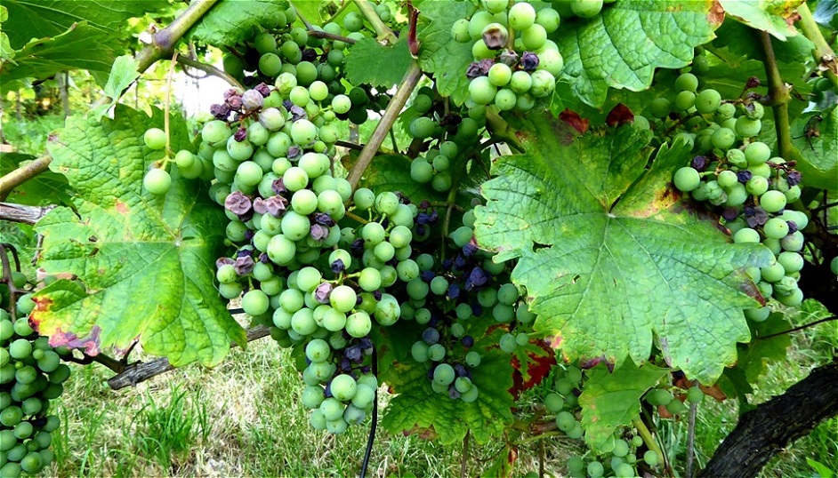 Hitze und Trockenheit fordern beim Blauen Zweigelt ihren Tribut !