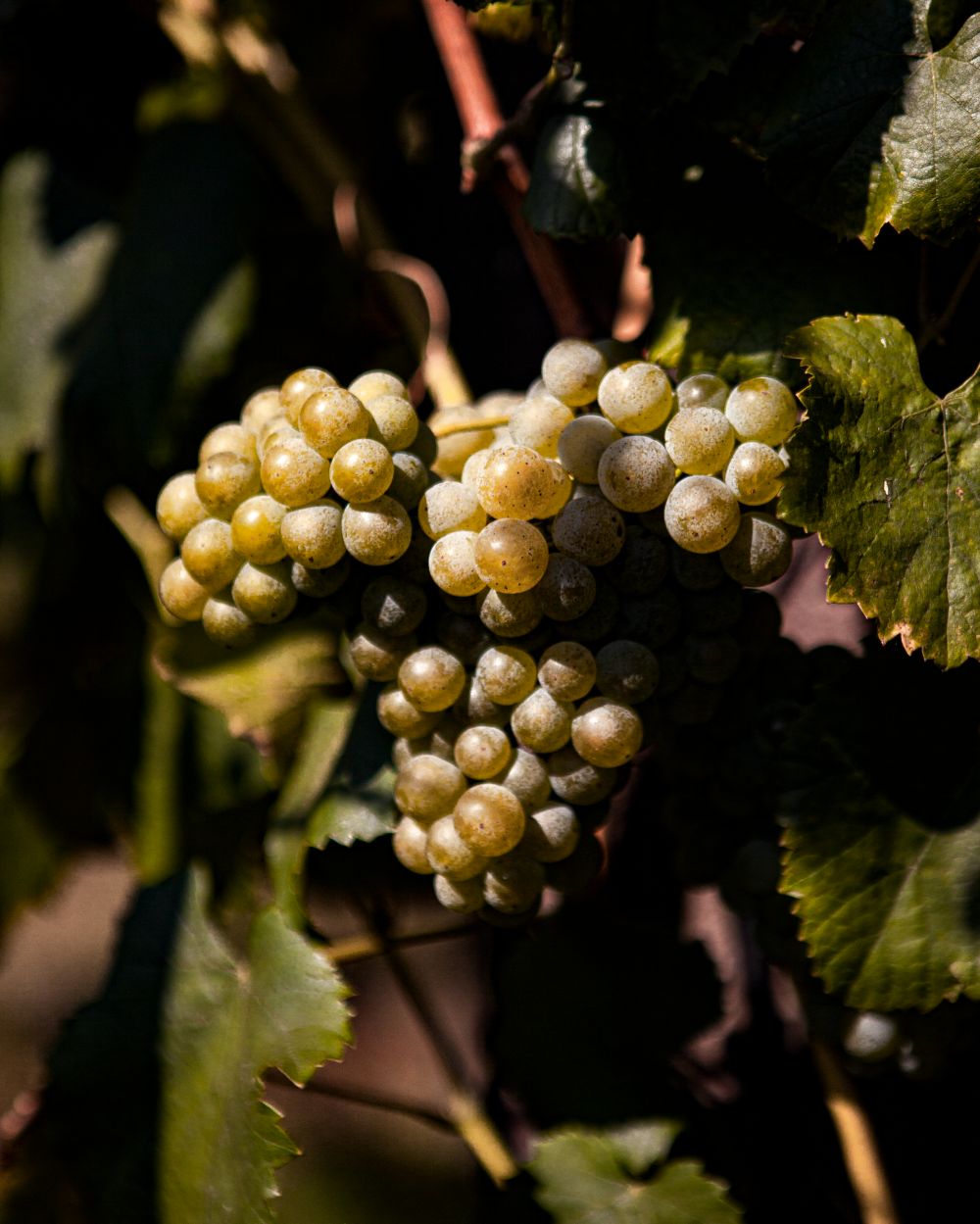 https://0501.nccdn.net/4_2/000/000/07d/95b/alvarinho-bunch.jpg