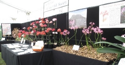  Next to the N.Sarniensis, a group of Nerine Bowdenii.
In the background are two posters with information about the NAAS Expedition in 2015 to the orginal locations in the Eastern Cape of South Africa from where the first examples of Nerine Bowdenii were sent back to Devon by Athelstan Cornish-Bowden in 1897.