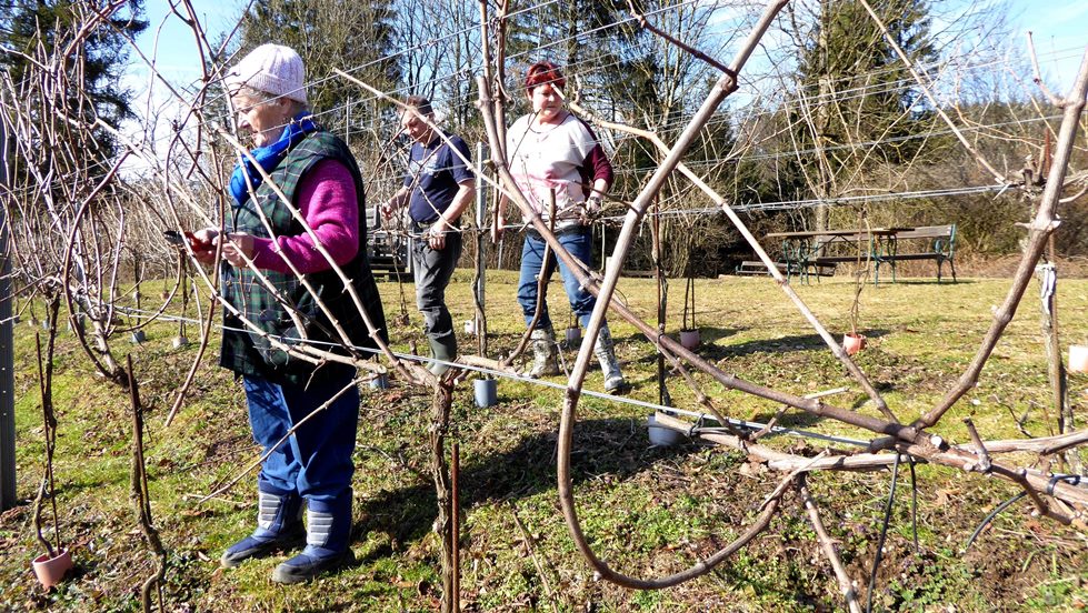 2017_02_23   Winterschnitt