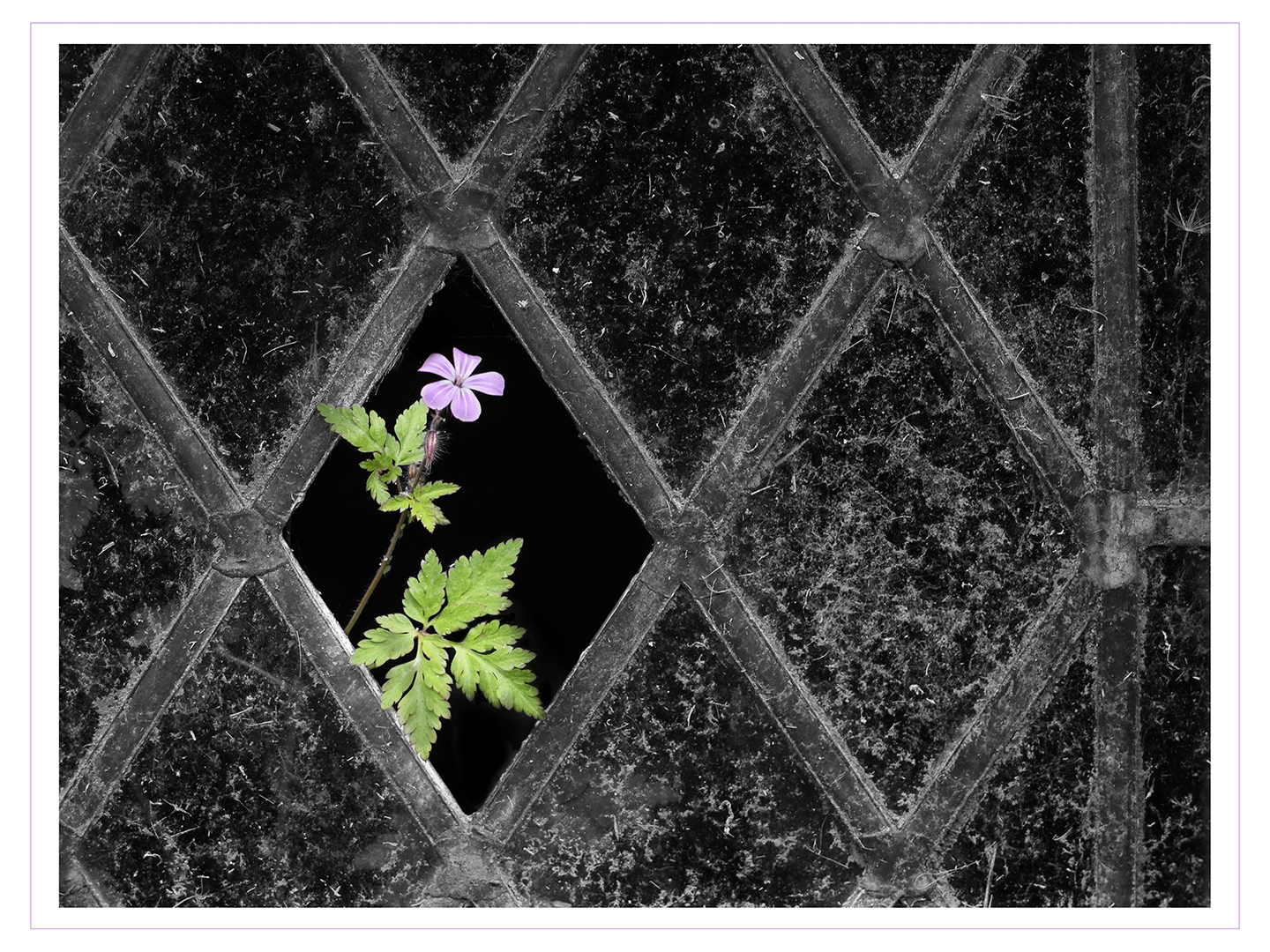 Highly Commended: Reaching For The Light (Paul Reynolds)