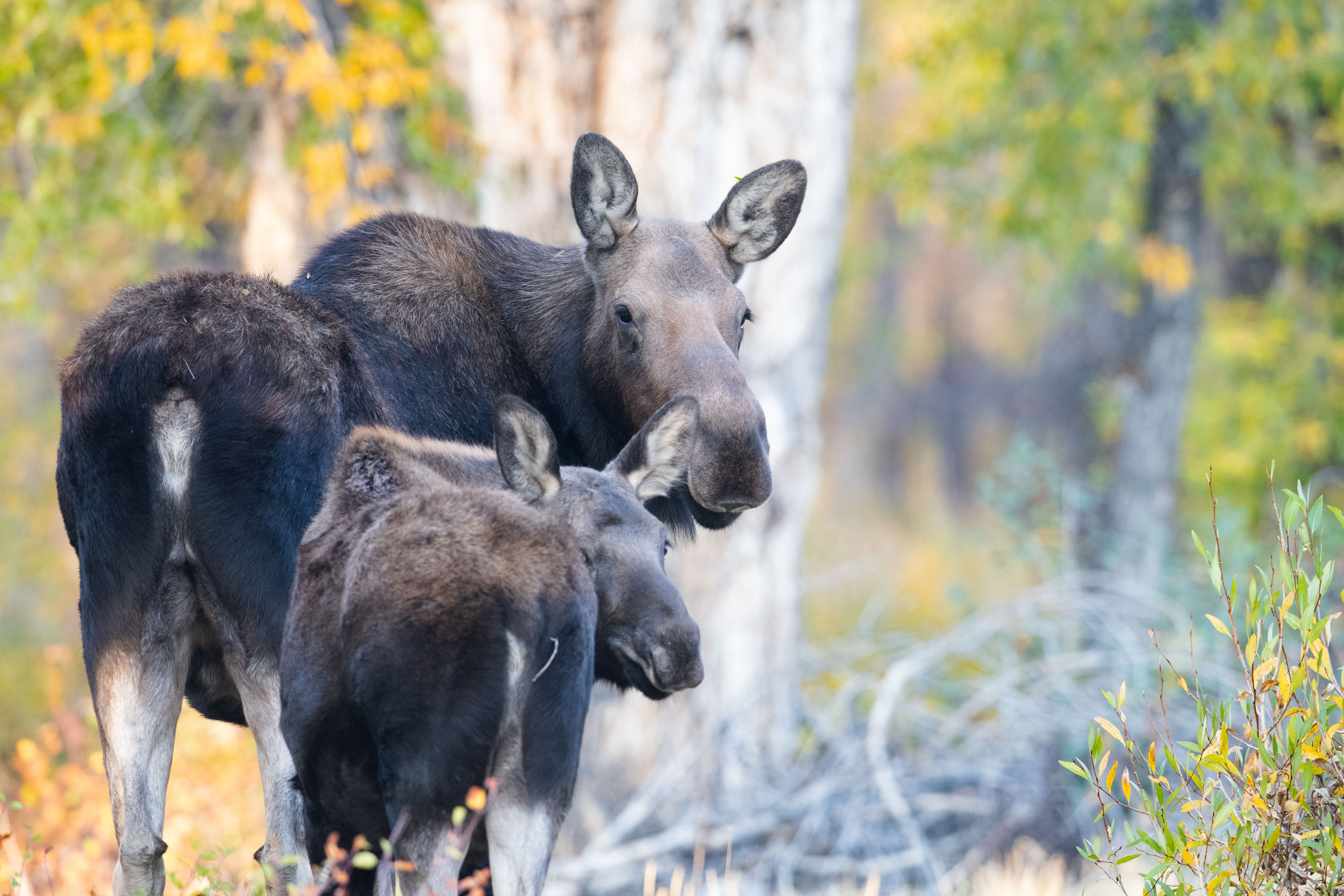 https://0501.nccdn.net/4_2/000/000/07d/95b/web_yellowstone-tetons-96.jpg