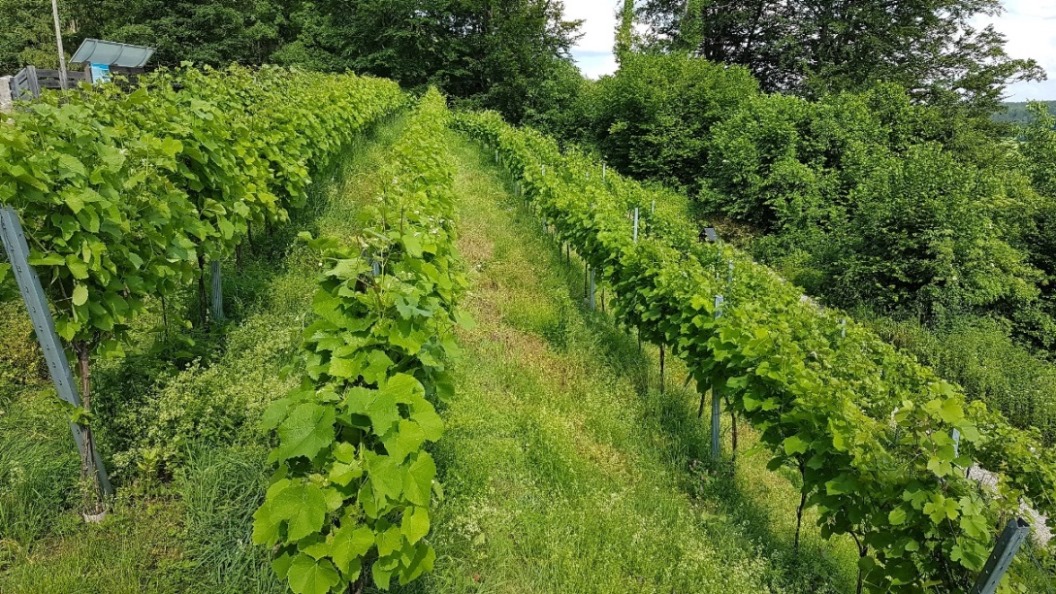 Aufgefädelt in Reih und Glied