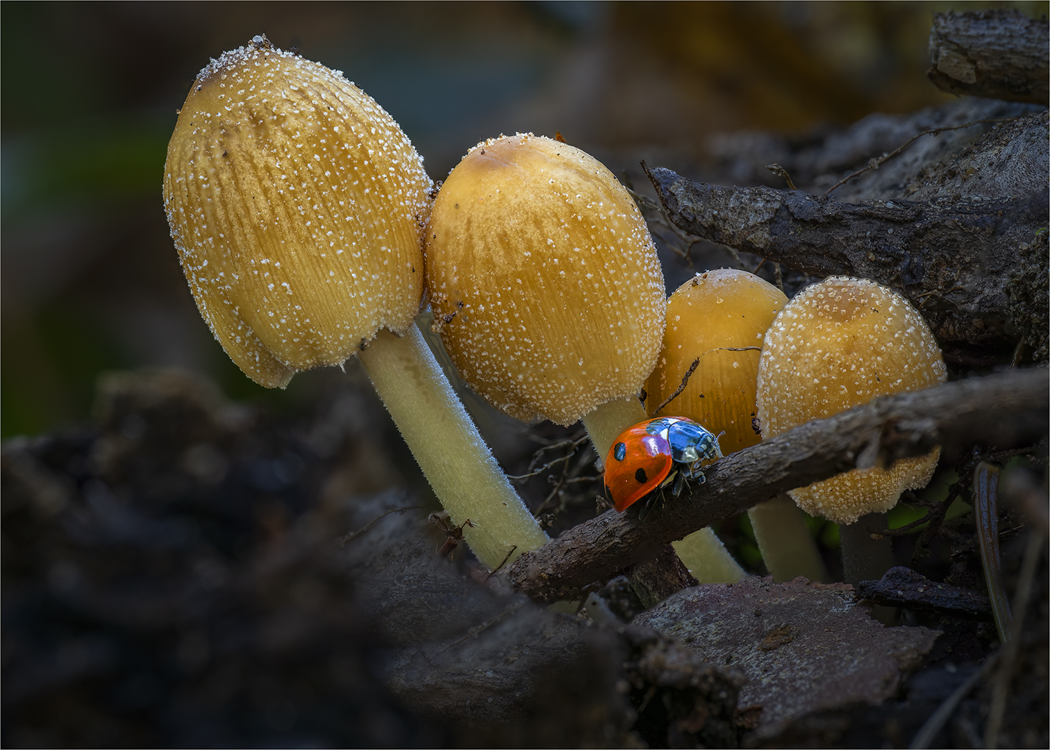 2nd Place: Fungi and Ladybird (Michael Bull)