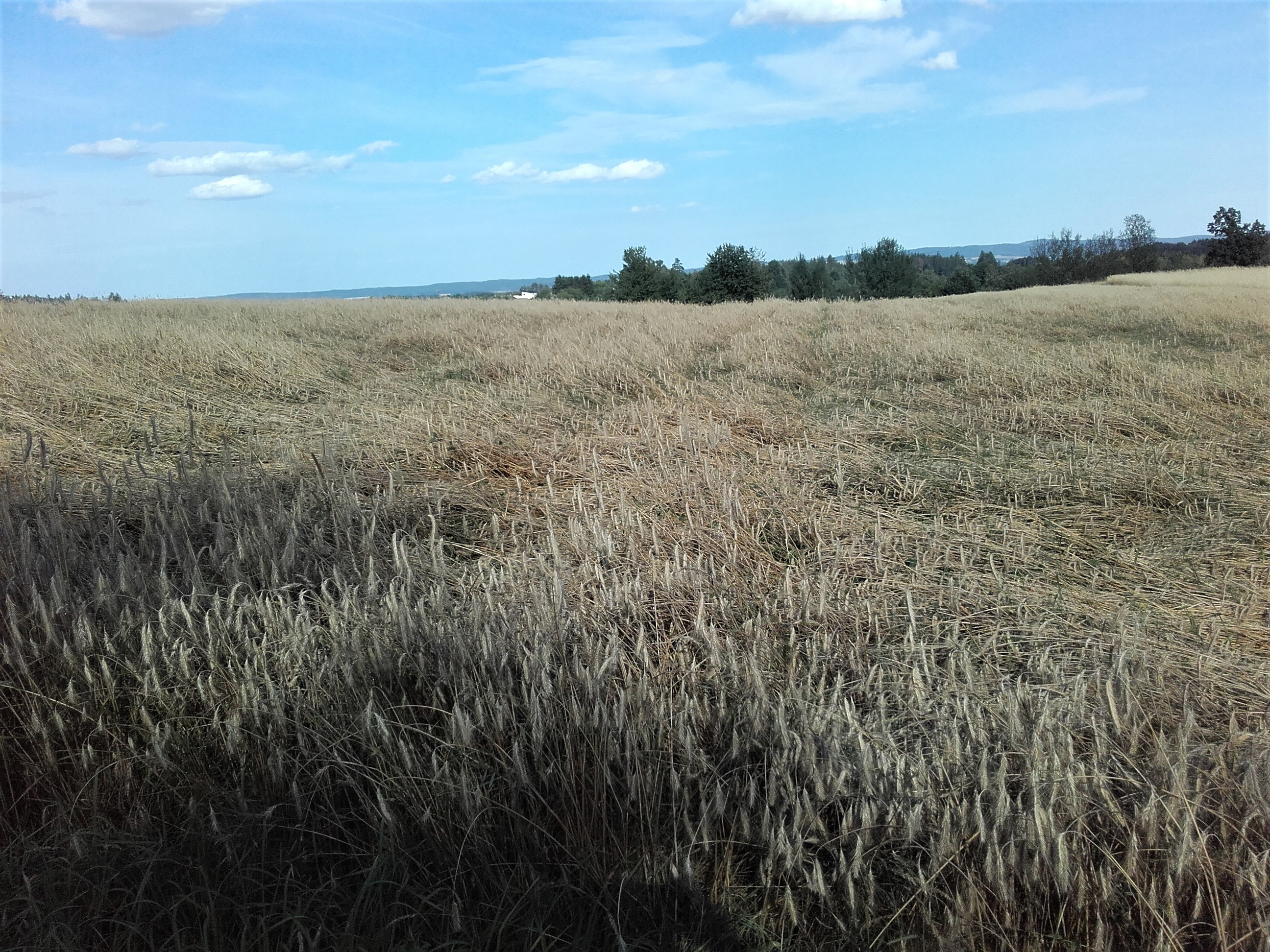 Winterroggen kurz vor der Ernte