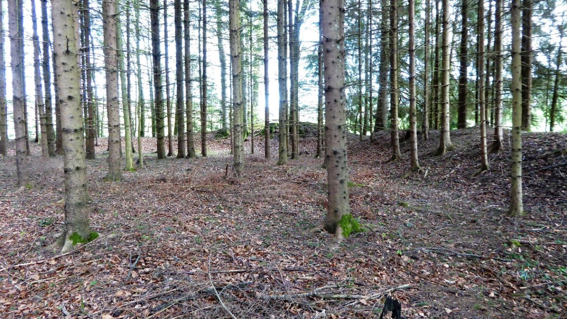 Im Inneren der Wallanlage