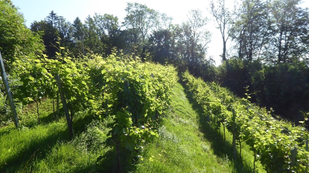 2020_07_07  Kürzen und Auslichten