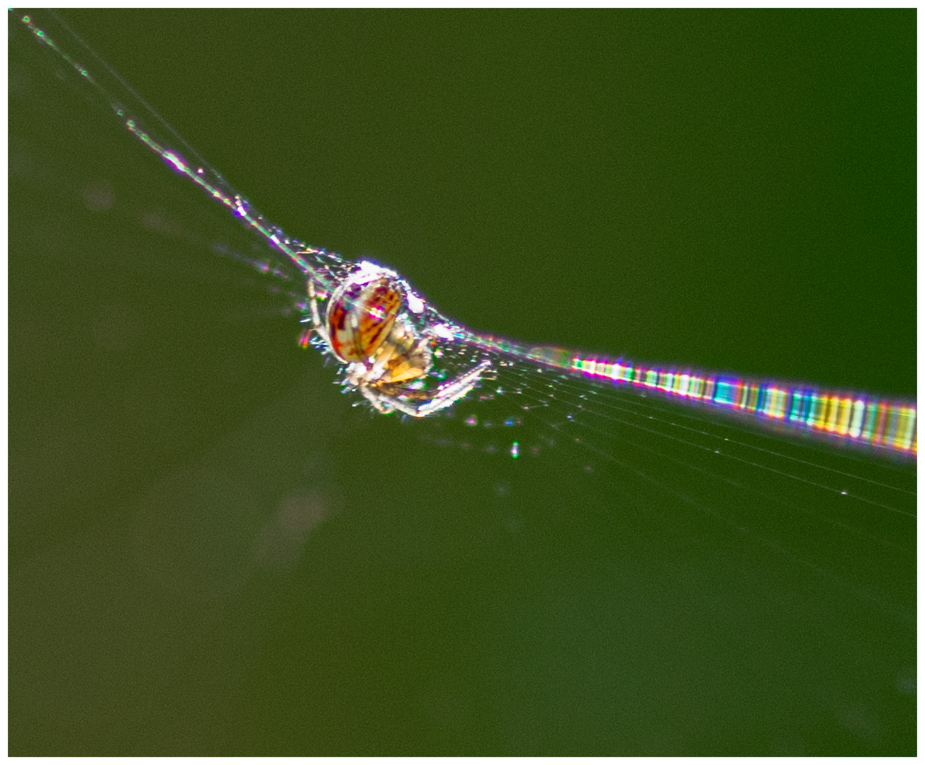 Commended: Rainbow Weaver (Dean Hardie)