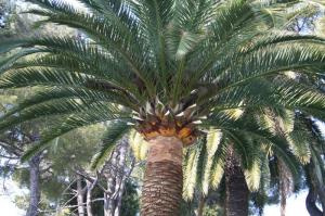 Palmier après la taille