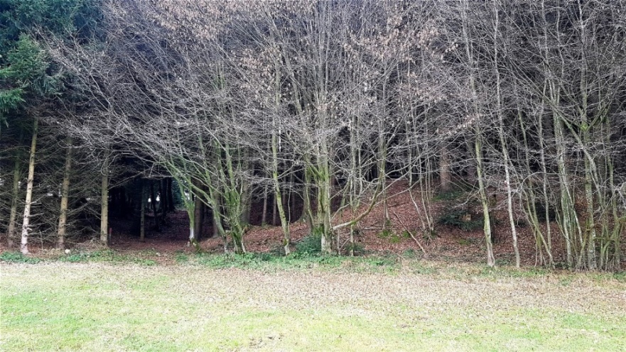 Am Eingang zum Waldstreifen