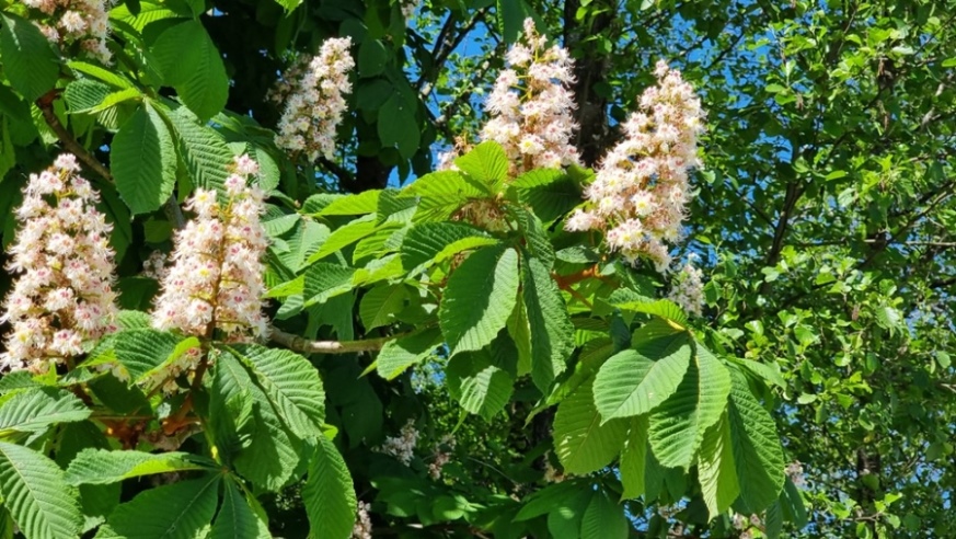 Kastanienblüte in Abern