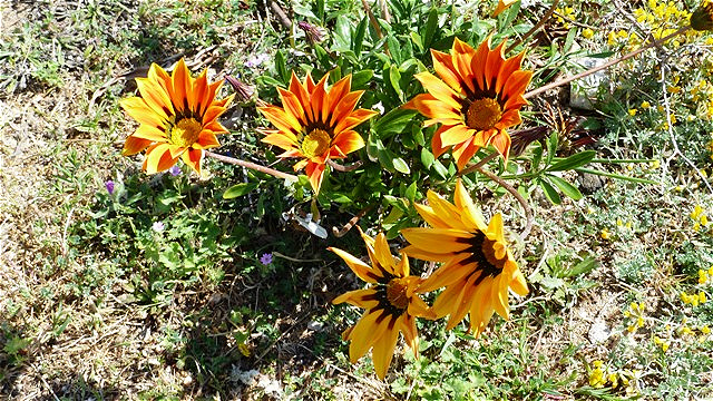Blüten am Wegesrand