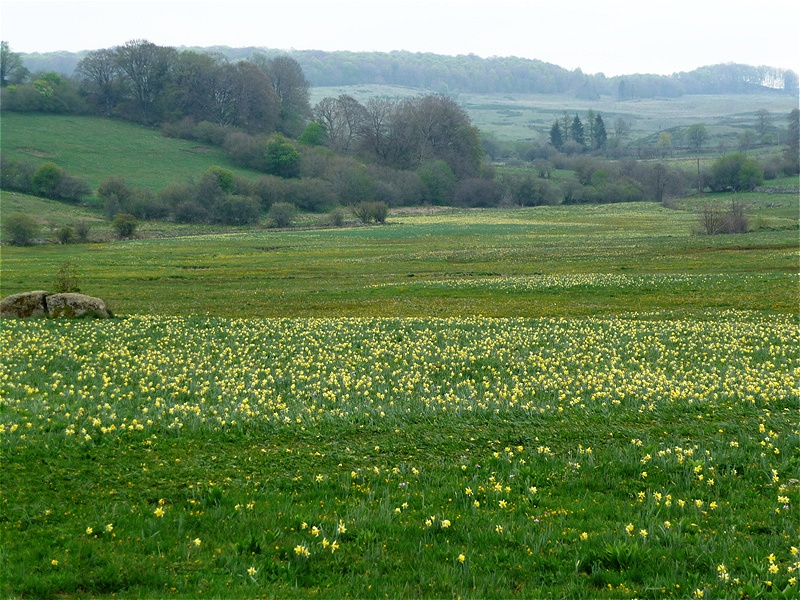 Märzenbecher in voller Blüte. Die Aubrac ist eine Landschaft im südwestlichen Zentralmassiv Frankreichs