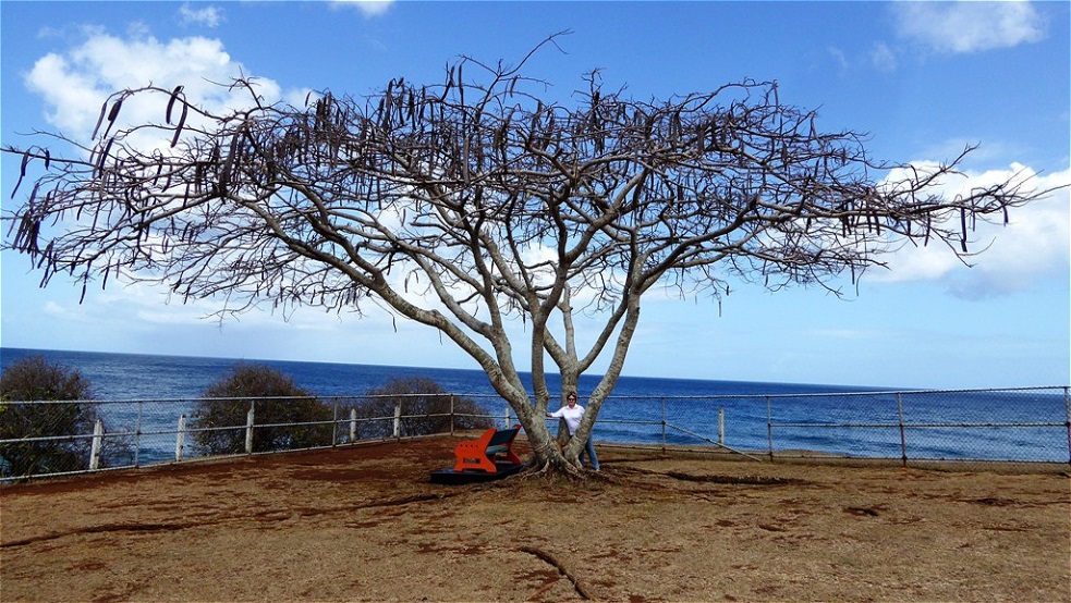 Unter einem mächtigen Baum - er befindet sich noch im "Trockenschlaf" !