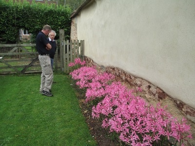 Steve and Jonny in discussion about Nerine Bowdenii varieties.