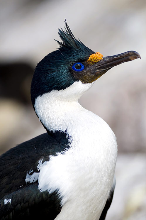 Blauaugenkormoran